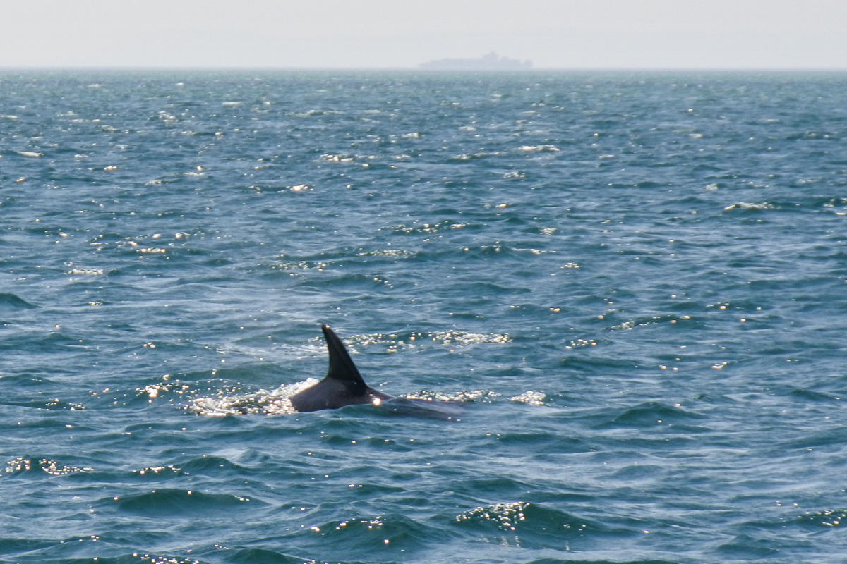 Watching a Bottlenose Dolphin on boat cruise