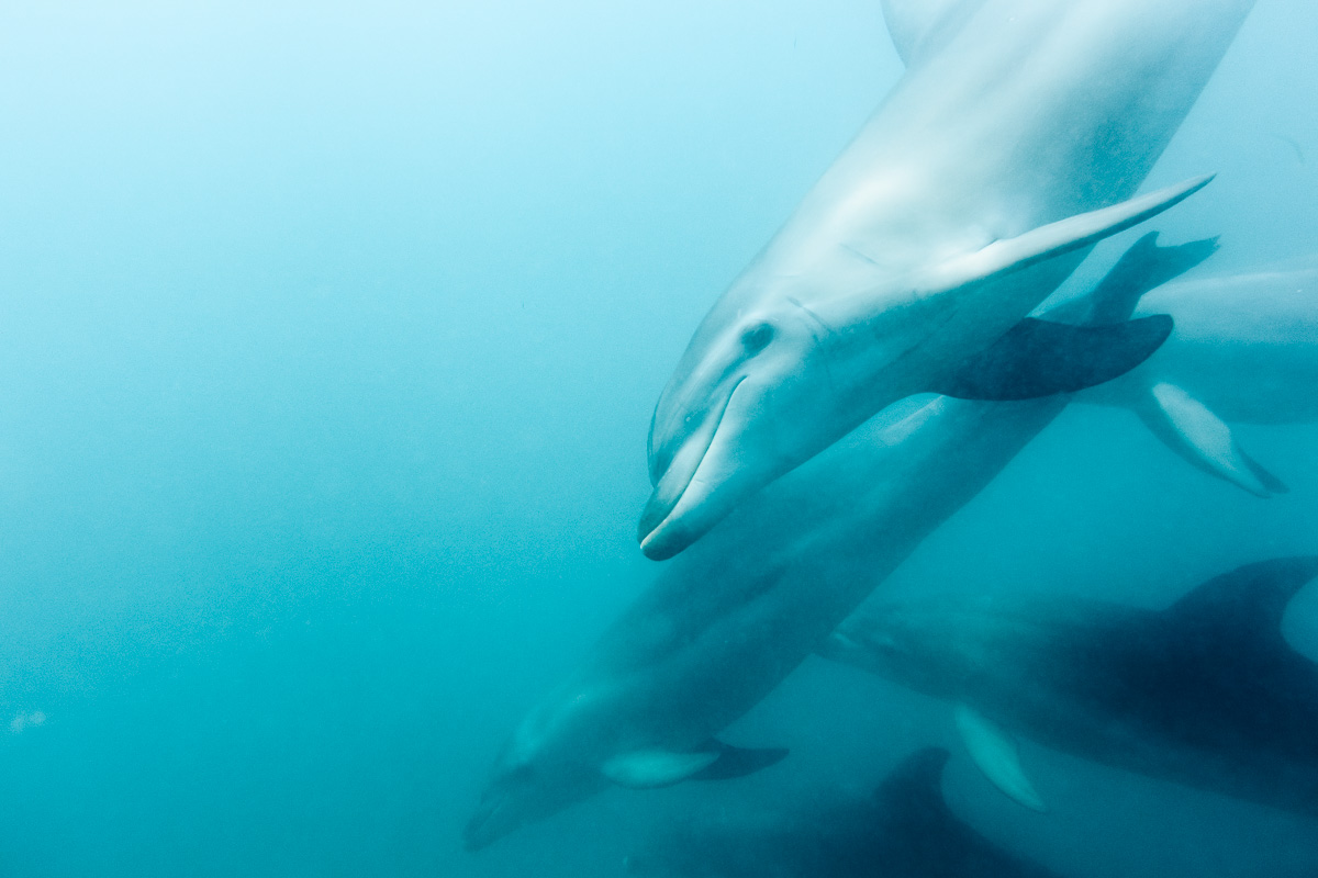 Sorrento Dolphin Swim Seal Snorkel Boat Tour
